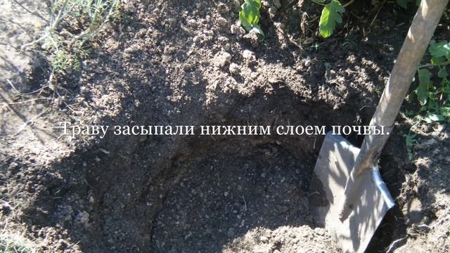 Дачные грядки мои. 29 серия. Посадка пионов и тюльпанов смотреть онлайн