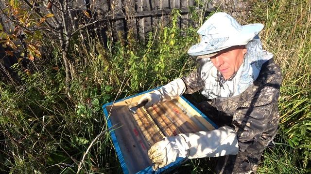 КАК ПОМЕНЯТЬ МАТКУ ПОЗДНЕЙ ОСЕНЬЮ В ОСНОВНЫХ СЕМЬЯХ НА СВОИ МОЛОДЫЕ смотреть онлайн