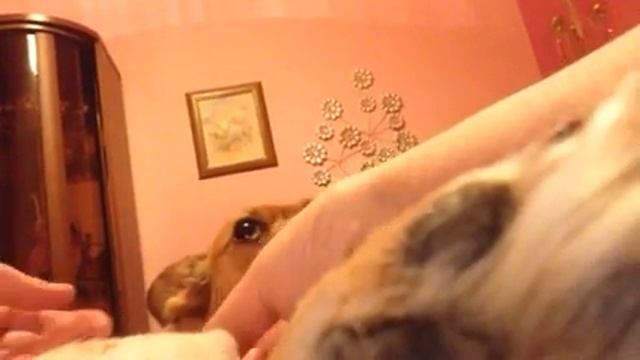 Доброе слово и собаке приятно. смотреть онлайн