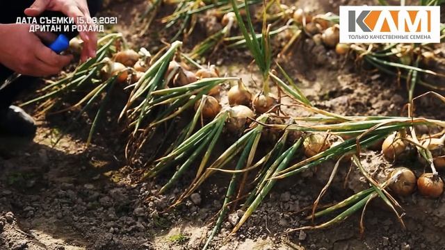 Репчатые луки Дритан и Рохайд от Бей Заден смотреть онлайн