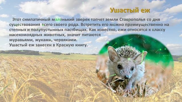 Животный мир Ставрополья смотреть онлайн