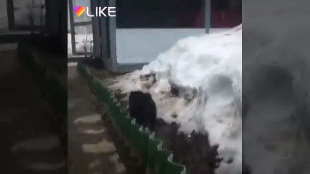 Русско-европейская лайка смотреть онлайн
