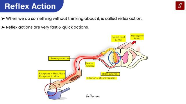 Control and Coordination Class 10 Full Chapter (Animation) | Class 10 Science Chapter 7 | CBSE смотреть онлайн