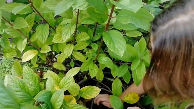 АХ, КАКИЕ ГОРТЕНЗИИ! СЕКРЕТЫ ВЫРАЩИВАНИЯ от ГАЛИНЫ и АНИ! смотреть онлайн