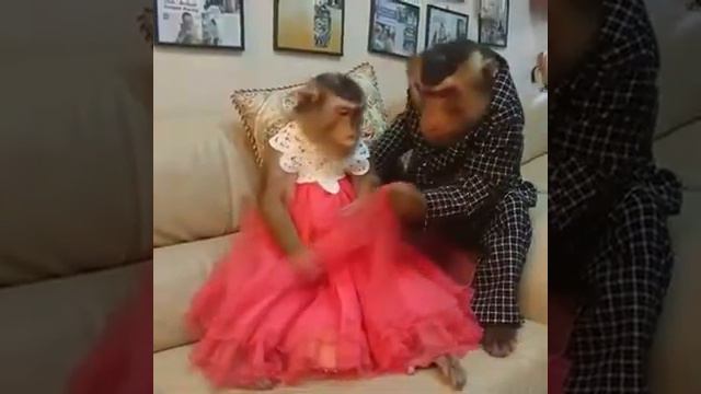 #имшаб шаби Арусие смотреть онлайн