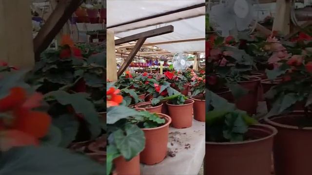 #цветущийсад #теплица #питомникрастений #иркутск смотреть онлайн