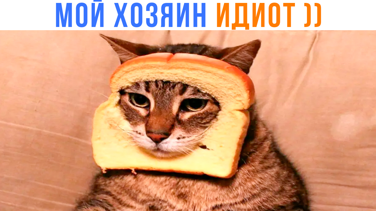 МОЙ ХОЗЯИН ИДИОТ ))) Приколы | Мемозг 1425