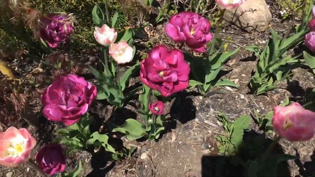 Blue Diamond & Finola Tulips Blend смотреть онлайн