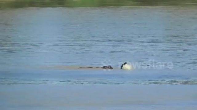 Слоны бросились на помощь слоненку в реку, кишащую крокодилами смотреть онлайн