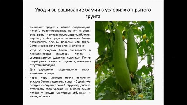 БАМИЯ смотреть онлайн