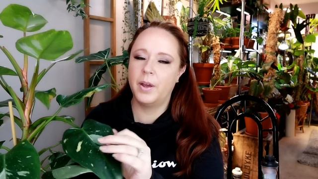 Philodendron Collection!!!!! Part 1 смотреть онлайн