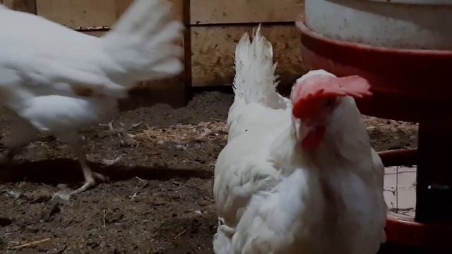 КАКИХ КУР ПОКУПАТЬ, ЧТОБЫ ЯЙЦО БЫЛО КРУГЛЫЙ ГОД!?