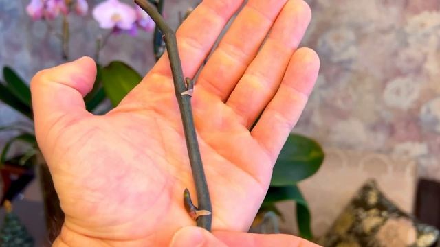 ЦВЕСТИ НЕЛЬЗЯ ОБРЕЗАТЬ! Хладнокровие во БЛАГО Орхидеи. смотреть онлайн