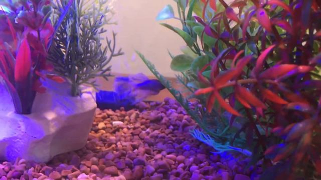 My aquariums part 1 HD смотреть онлайн