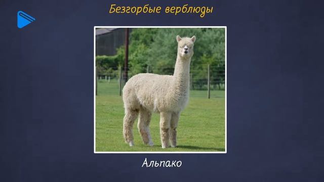 7 класс - Биология - Отряд хоботные. Отряд мозоленогие. Отряд приматы смотреть онлайн