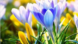 ВЕСНА МОЯ  исп Света