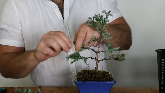 Repotting my Chamaecyparis Pisifera 'Boulevard' Bonsai | False Cypress Update смотреть онлайн
