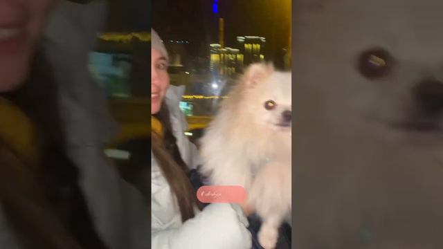 Если ваша собака не может сидеть в переноске значит вы… #бонди #шпицалогия #пушистыйдруг #померанец смотреть онлайн
