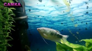 Как отличить самку от самца Гурами !