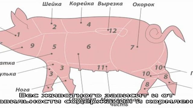 Сколько весит свинья смотреть онлайн