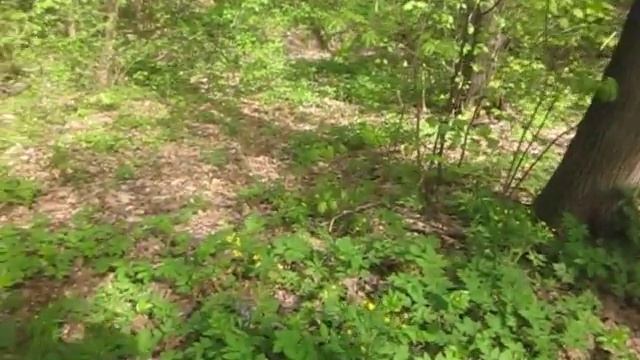 "Весна в лесу". Чистополь 2014. Звуки природы. смотреть онлайн
