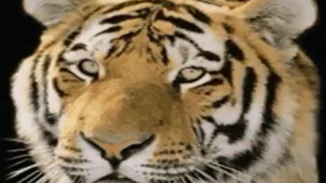 Кот ВЗОРВАЛСЯ!!!!!!!!!!!!!!!