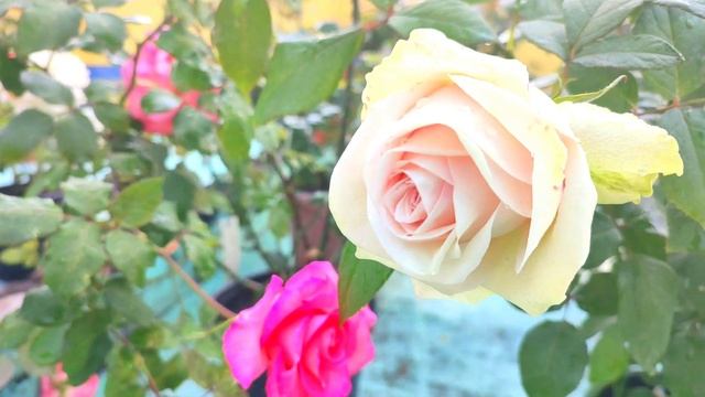 ??Exhibition Quality Rose La Perla | Hybrid Tea Rose La perla | Cut Flower Rose La perla | La Perl смотреть онлайн