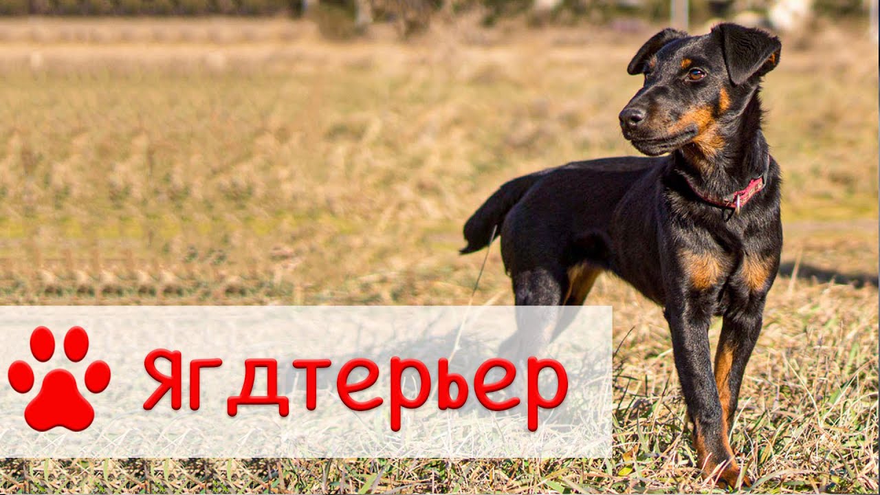 Ягдтерьер.mp4 смотреть онлайн