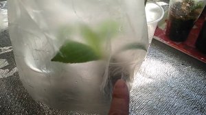 Надёжный способ черенкования гортензии метельчатой.