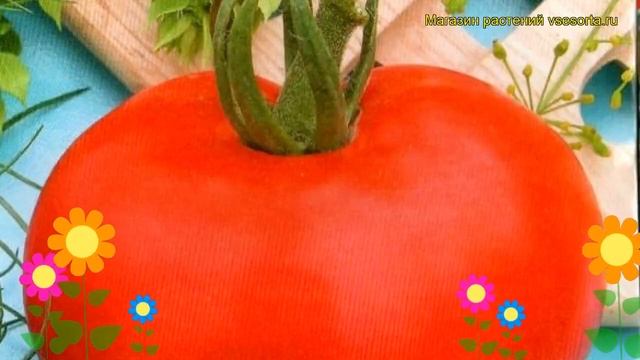 Томат обыкновенный Халиф. Краткий обзор, описание характеристик, где купить семена