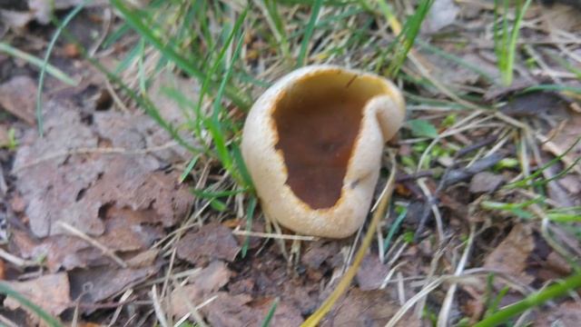 Kustrzebka (Peziza sp) Jaworzno 29.042017 смотреть онлайн