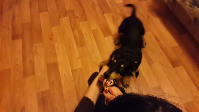 Собака не дает игрушку.Funny Angry Dogs Barking And Growling смотреть онлайн