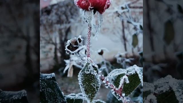 Ноябрь... иллюзия зимы.. смотреть онлайн