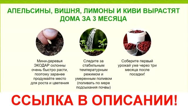 Гибридные мини деревья купить гибридные деревья отзывы мини деревья экодар смотреть онлайн