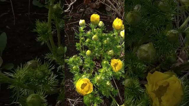 Адонис - красивый весенний цветок #адонис #adonis #plants #цветы #дача #flower #flowering #garden смотреть онлайн