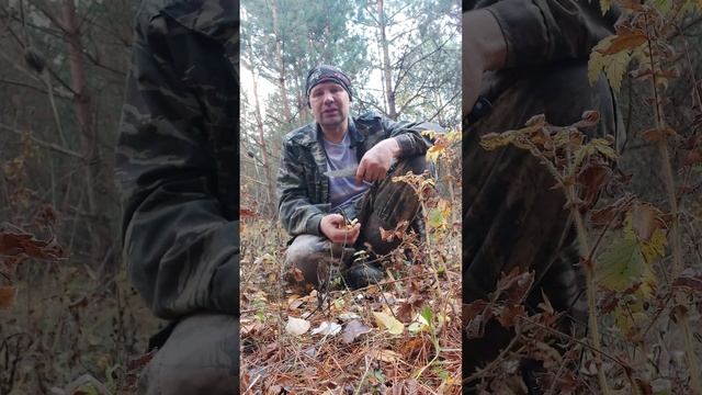 Можно ли питаться только грибами? смотреть онлайн