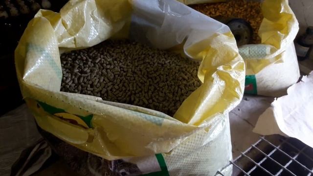 Последний вывод КРОЛИКОВ породы Французский баран. смотреть онлайн