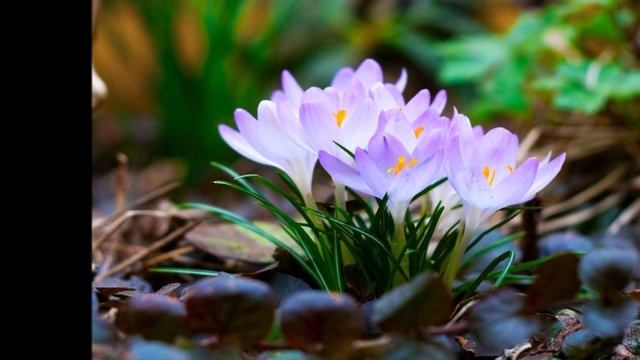 Цыганская песня "Хохавэса 2020" смотреть онлайн