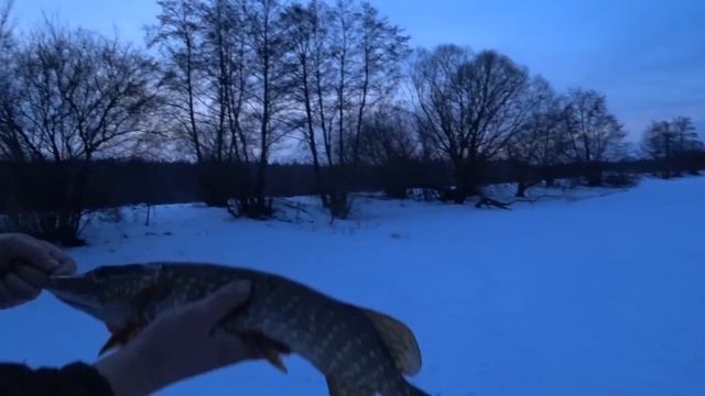 ОФИГЕТЬ! ОНА ЖРАЛА ВСЁ ЧТО ШЕВЕЛИЛОСЬ. ДУРАЧИЙ КЛЁВ в глухозимье. смотреть онлайн