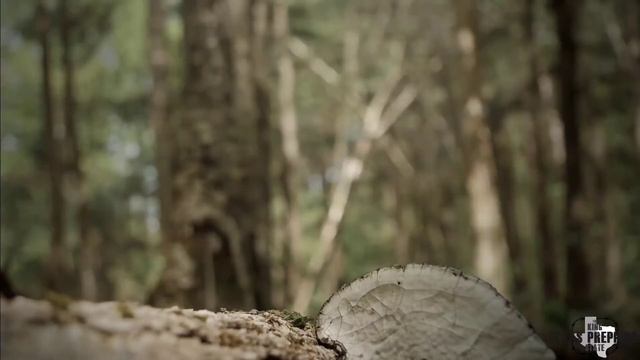 Top 5 Tomahawks For Preppers смотреть онлайн