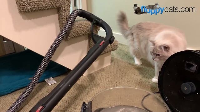 Hyla EST Water Filter Vacuum Cleaner Demo Review ?