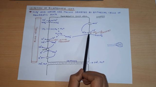 Exocrine Pancreas And Its Secretion || Juices Of GIT - 3 || GastroIntestinal Physiology смотреть онлайн