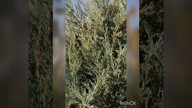 Видео "Осень". (Музыка и исполнение Отец Дмитрий Осадчук. Стихи Юлии Котляр ? ) смотреть онлайн