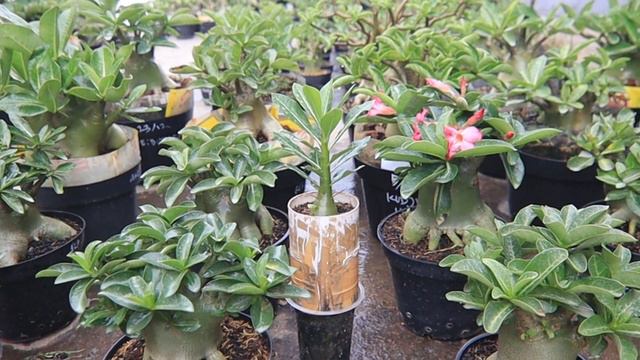 An Easy Way to Determine Adenium Plant Fertilizer Dosage & Interval. (subtitles) Desert Rose Bonsai смотреть онлайн