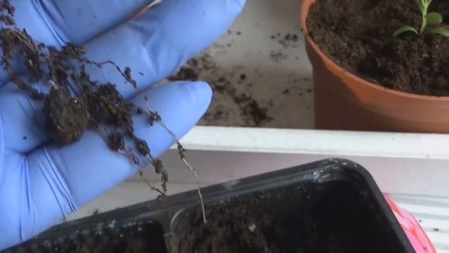 ПЕРЕСАДКА РАССАДЫ ЛАВАНДЫ И АКВИЛЕГИИ. смотреть онлайн