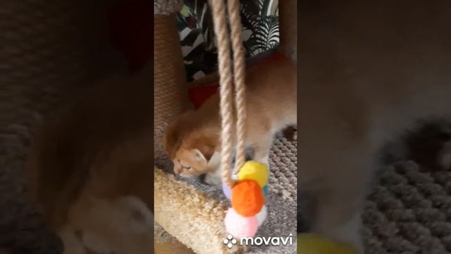 золотой вислоухий котик ? смотреть онлайн