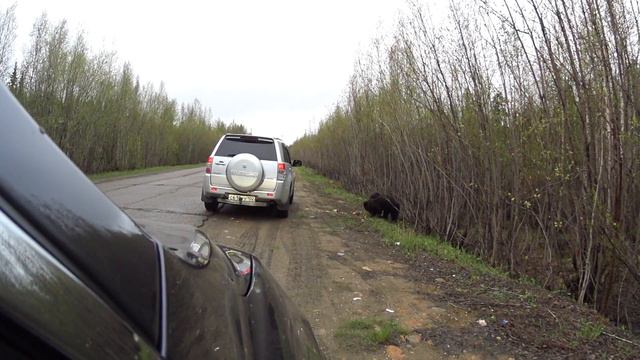Медведь возле города / Республика Коми / Вуктыл смотреть онлайн