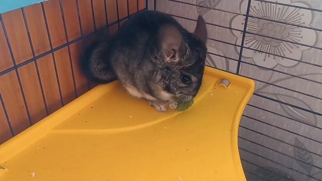 How to tame a chinchilla? Before&After | Как приручить шиншиллу? До&После смотреть онлайн