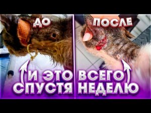 Это НЕВЕРОЯТНО как быстро идет на поправку Борис ранка затягивается. Ориону не легче