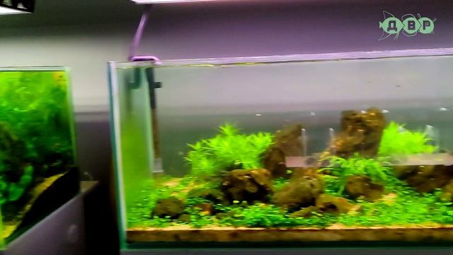 Как проходит подготовка к выставке аквариумных рыбок! смотреть онлайн